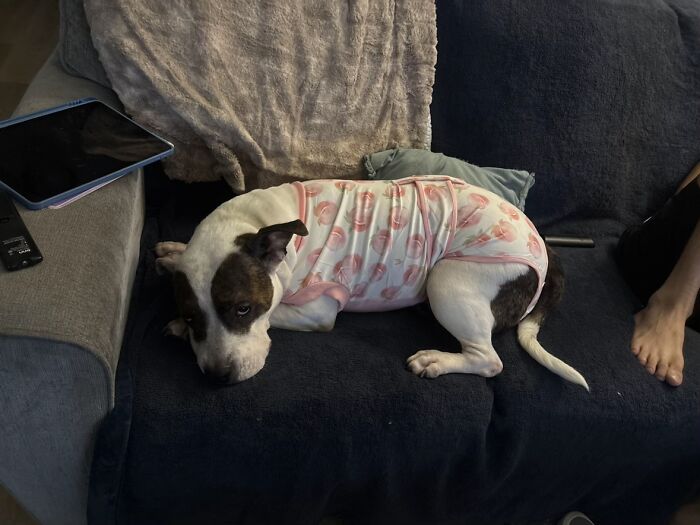 This Viral TikTok Trend Has People Sharing The Life Stories They’ve Lived Alongside Their Pets (100 Pics) This Viral TikTok Trend Has People Sharing The Life Stories They’ve Lived Alongside Their Pets (100 Pics)