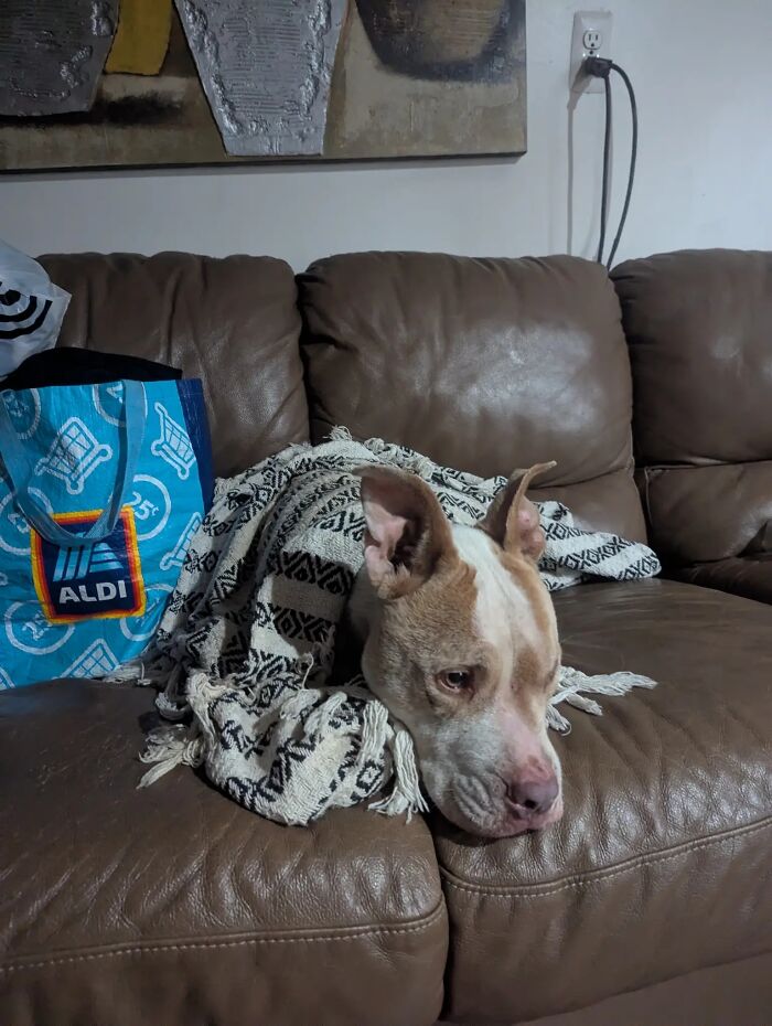 This Viral TikTok Trend Has People Sharing The Life Stories They’ve Lived Alongside Their Pets (100 Pics) This Viral TikTok Trend Has People Sharing The Life Stories They’ve Lived Alongside Their Pets (100 Pics)