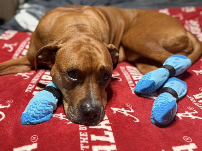 This Viral TikTok Trend Has People Sharing The Life Stories They’ve Lived Alongside Their Pets (100 Pics) This Viral TikTok Trend Has People Sharing The Life Stories They’ve Lived Alongside Their Pets (100 Pics)