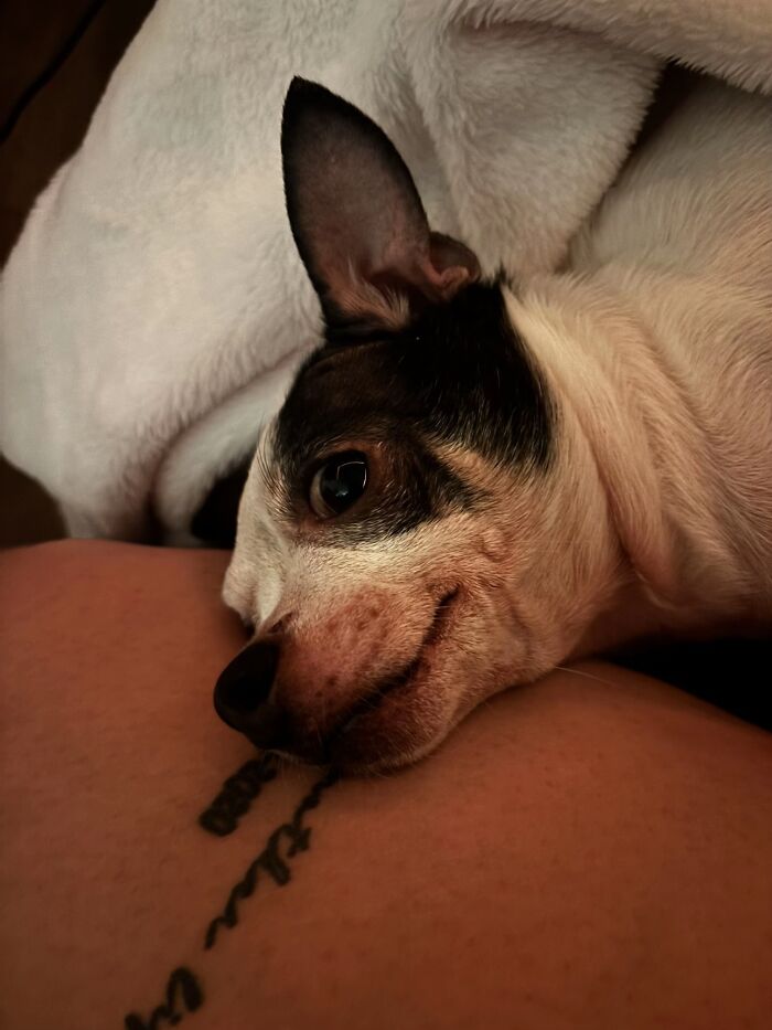 This Viral TikTok Trend Has People Sharing The Life Stories They’ve Lived Alongside Their Pets (100 Pics) This Viral TikTok Trend Has People Sharing The Life Stories They’ve Lived Alongside Their Pets (100 Pics)