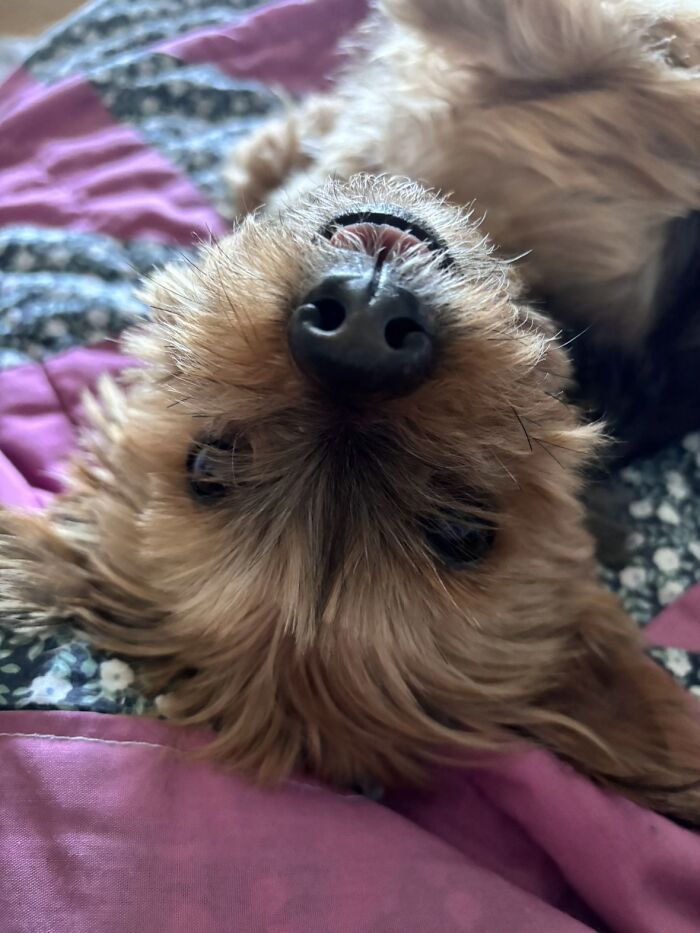 This Viral TikTok Trend Has People Sharing The Life Stories They’ve Lived Alongside Their Pets (100 Pics) This Viral TikTok Trend Has People Sharing The Life Stories They’ve Lived Alongside Their Pets (100 Pics)