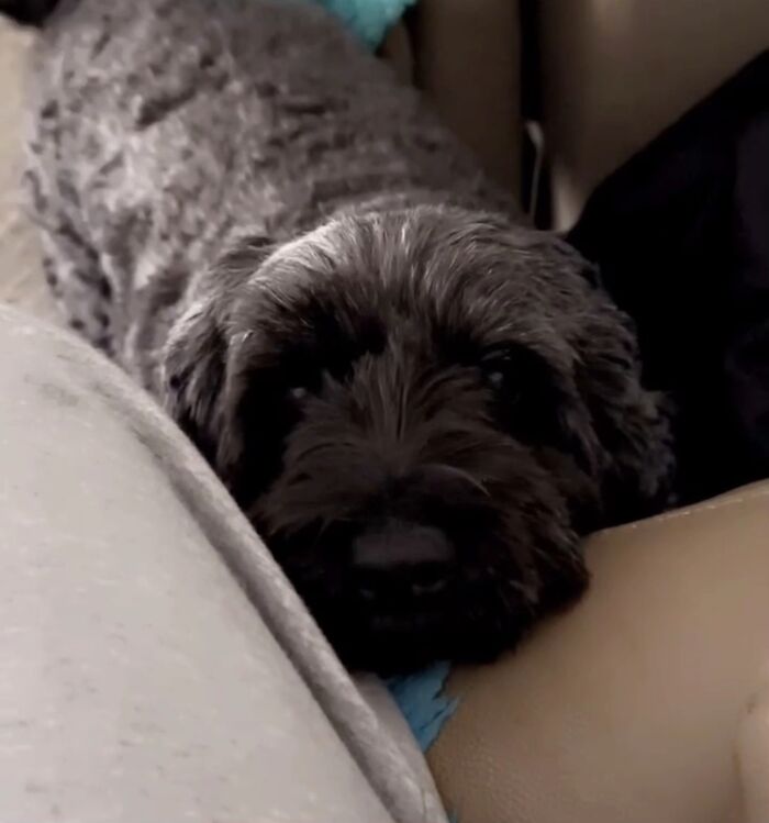 This Viral TikTok Trend Has People Sharing The Life Stories They’ve Lived Alongside Their Pets (100 Pics) This Viral TikTok Trend Has People Sharing The Life Stories They’ve Lived Alongside Their Pets (100 Pics)