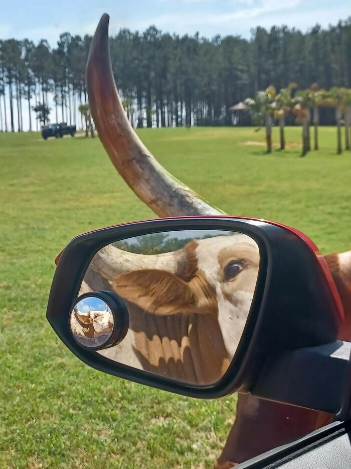 79 Pictures That Might Make You Look Once, Twice, Then A Third Time Just To Be Sure 79 Pictures That Might Make You Look Once, Twice, Then A Third Time Just To Be Sure