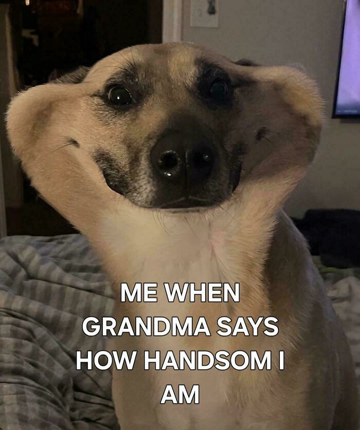 53 Funny Memes That Might End Up In Your Friends’ DMs Before You Finish Scrolling 53 Funny Memes That Might End Up In Your Friends’ DMs Before You Finish Scrolling