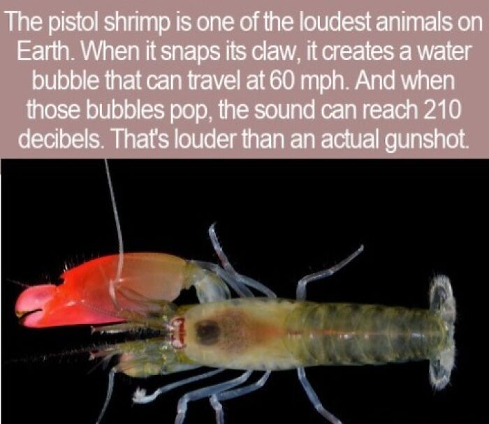 63 Interesting Facts That May Make You Insufferably Good At Quiz Night 63 Interesting Facts That May Make You Insufferably Good At Quiz Night