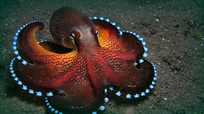 62 Incredible Things People Have Discovered At The Bottom Of The Ocean 62 Incredible Things People Have Discovered At The Bottom Of The Ocean