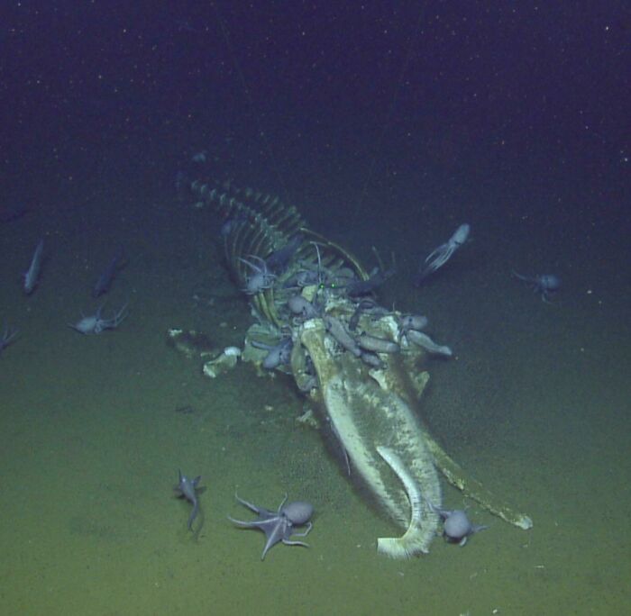 62 Incredible Things People Have Discovered At The Bottom Of The Ocean 62 Incredible Things People Have Discovered At The Bottom Of The Ocean