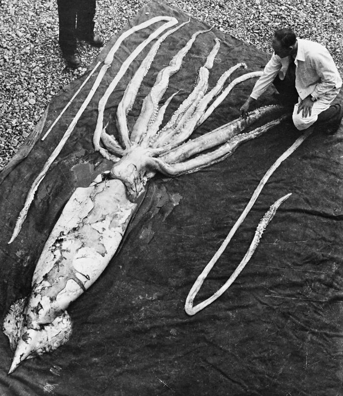 62 Incredible Things People Have Discovered At The Bottom Of The Ocean 62 Incredible Things People Have Discovered At The Bottom Of The Ocean