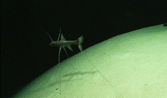 62 Incredible Things People Have Discovered At The Bottom Of The Ocean 62 Incredible Things People Have Discovered At The Bottom Of The Ocean