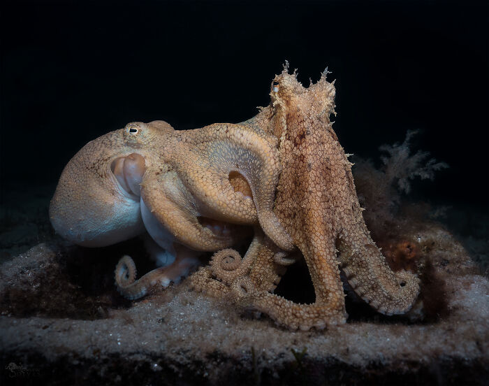 62 Incredible Things People Have Discovered At The Bottom Of The Ocean 62 Incredible Things People Have Discovered At The Bottom Of The Ocean