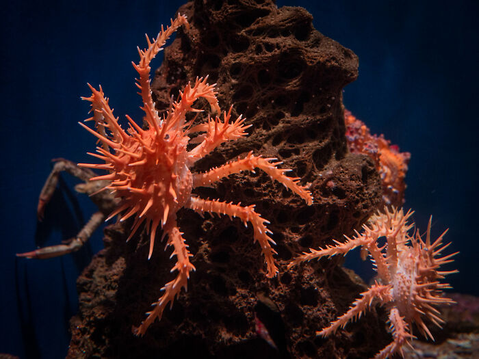62 Incredible Things People Have Discovered At The Bottom Of The Ocean 62 Incredible Things People Have Discovered At The Bottom Of The Ocean