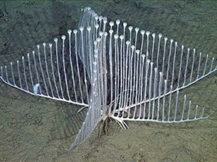 62 Incredible Things People Have Discovered At The Bottom Of The Ocean 62 Incredible Things People Have Discovered At The Bottom Of The Ocean