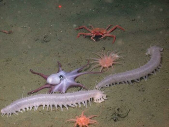 62 Incredible Things People Have Discovered At The Bottom Of The Ocean 62 Incredible Things People Have Discovered At The Bottom Of The Ocean