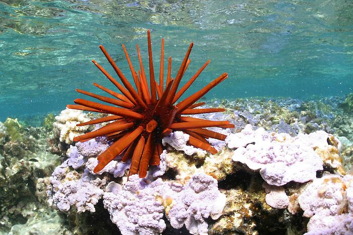 62 Incredible Things People Have Discovered At The Bottom Of The Ocean 62 Incredible Things People Have Discovered At The Bottom Of The Ocean