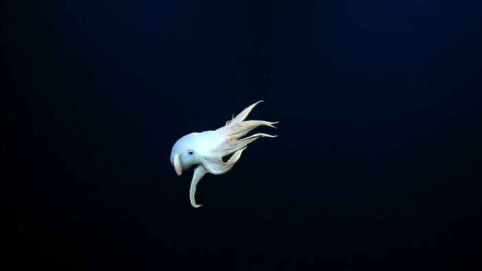 62 Incredible Things People Have Discovered At The Bottom Of The Ocean 62 Incredible Things People Have Discovered At The Bottom Of The Ocean