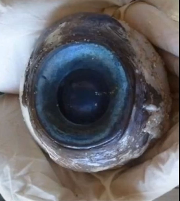 62 Incredible Things People Have Discovered At The Bottom Of The Ocean 62 Incredible Things People Have Discovered At The Bottom Of The Ocean