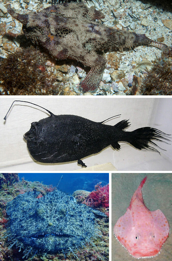 62 Incredible Things People Have Discovered At The Bottom Of The Ocean 62 Incredible Things People Have Discovered At The Bottom Of The Ocean