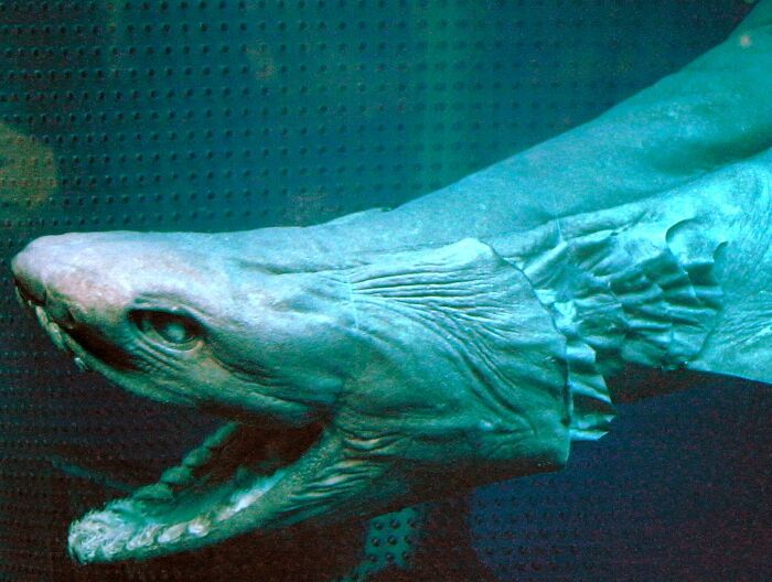 62 Incredible Things People Have Discovered At The Bottom Of The Ocean 62 Incredible Things People Have Discovered At The Bottom Of The Ocean