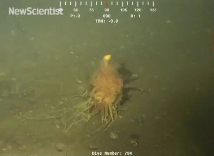 62 Incredible Things People Have Discovered At The Bottom Of The Ocean 62 Incredible Things People Have Discovered At The Bottom Of The Ocean