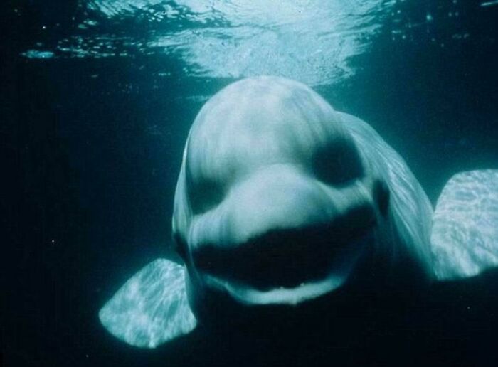 62 Incredible Things People Have Discovered At The Bottom Of The Ocean 62 Incredible Things People Have Discovered At The Bottom Of The Ocean