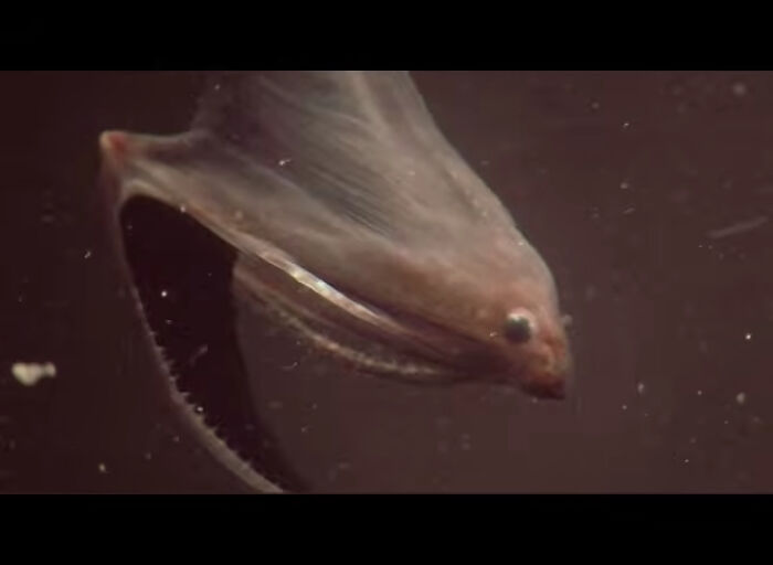 62 Incredible Things People Have Discovered At The Bottom Of The Ocean 62 Incredible Things People Have Discovered At The Bottom Of The Ocean
