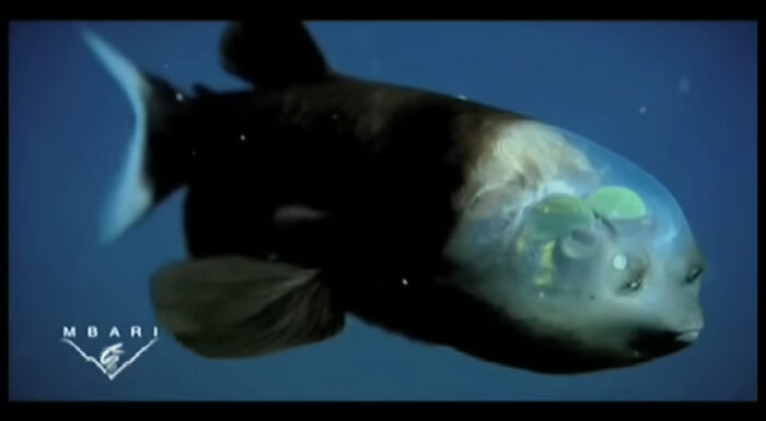 62 Incredible Things People Have Discovered At The Bottom Of The Ocean 62 Incredible Things People Have Discovered At The Bottom Of The Ocean