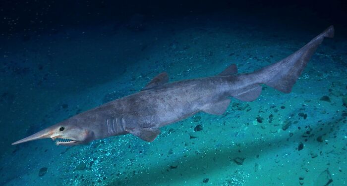 62 Incredible Things People Have Discovered At The Bottom Of The Ocean 62 Incredible Things People Have Discovered At The Bottom Of The Ocean
