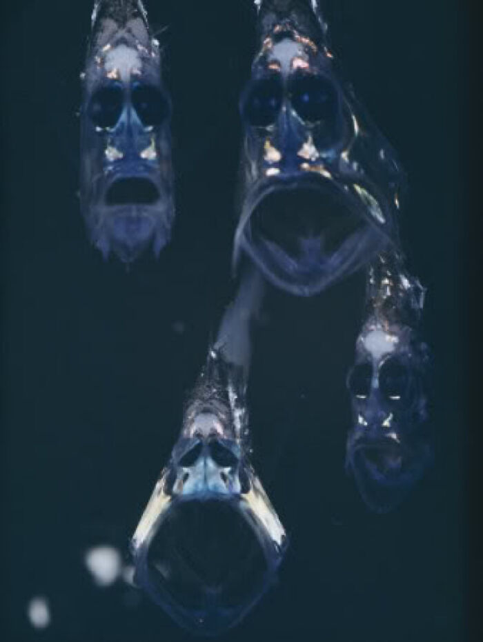 62 Incredible Things People Have Discovered At The Bottom Of The Ocean 62 Incredible Things People Have Discovered At The Bottom Of The Ocean
