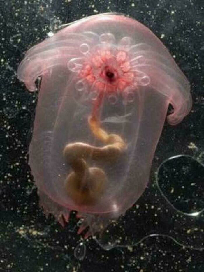 62 Incredible Things People Have Discovered At The Bottom Of The Ocean 62 Incredible Things People Have Discovered At The Bottom Of The Ocean
