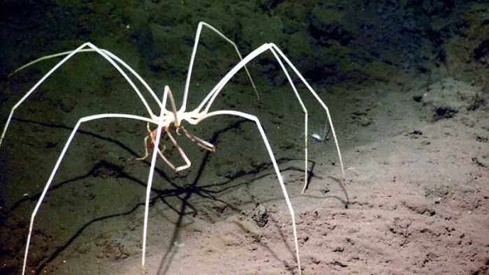 62 Incredible Things People Have Discovered At The Bottom Of The Ocean 62 Incredible Things People Have Discovered At The Bottom Of The Ocean