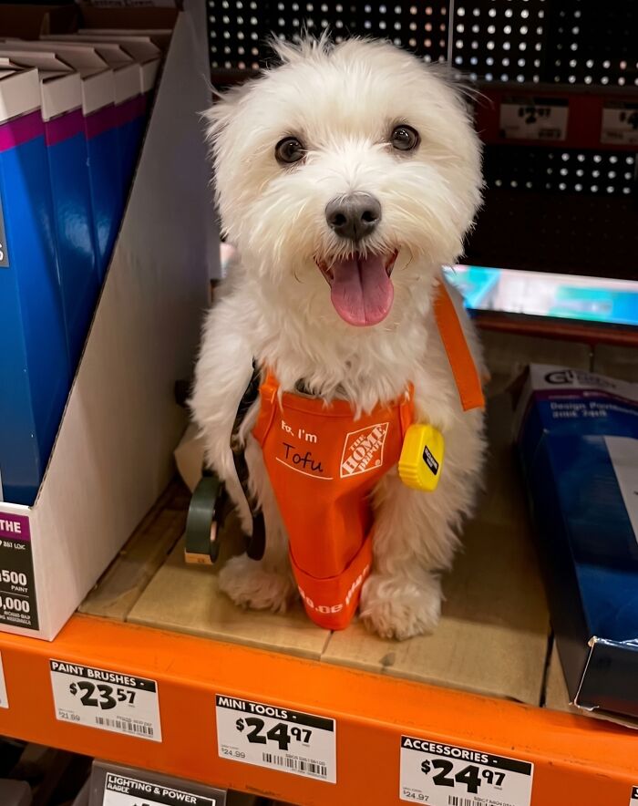 83 Adorable Animals Who Somehow Found Themselves On The Payroll 83 Adorable Animals Who Somehow Found Themselves On The Payroll