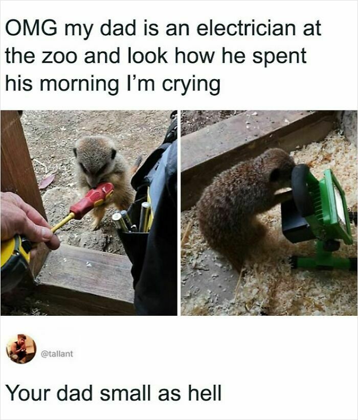 83 Adorable Animals Who Somehow Found Themselves On The Payroll 83 Adorable Animals Who Somehow Found Themselves On The Payroll