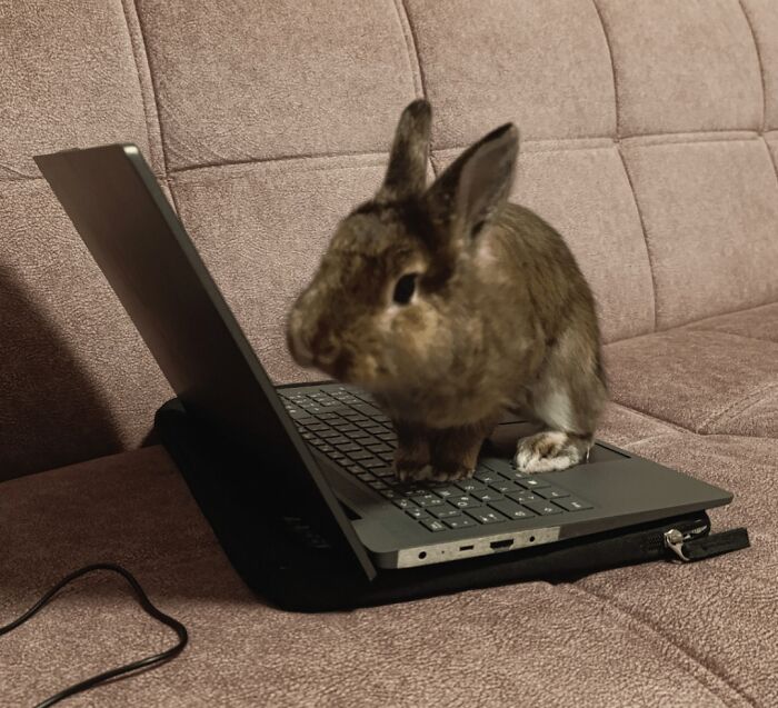 83 Adorable Animals Who Somehow Found Themselves On The Payroll 83 Adorable Animals Who Somehow Found Themselves On The Payroll