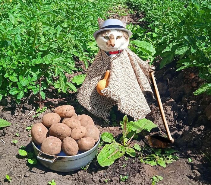 83 Adorable Animals Who Somehow Found Themselves On The Payroll 83 Adorable Animals Who Somehow Found Themselves On The Payroll