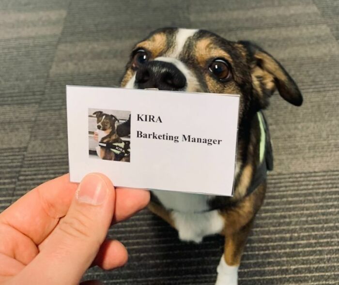 83 Adorable Animals Who Somehow Found Themselves On The Payroll 83 Adorable Animals Who Somehow Found Themselves On The Payroll