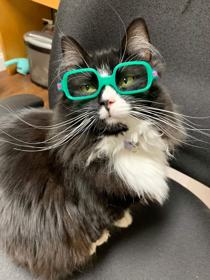 83 Adorable Animals Who Somehow Found Themselves On The Payroll 83 Adorable Animals Who Somehow Found Themselves On The Payroll