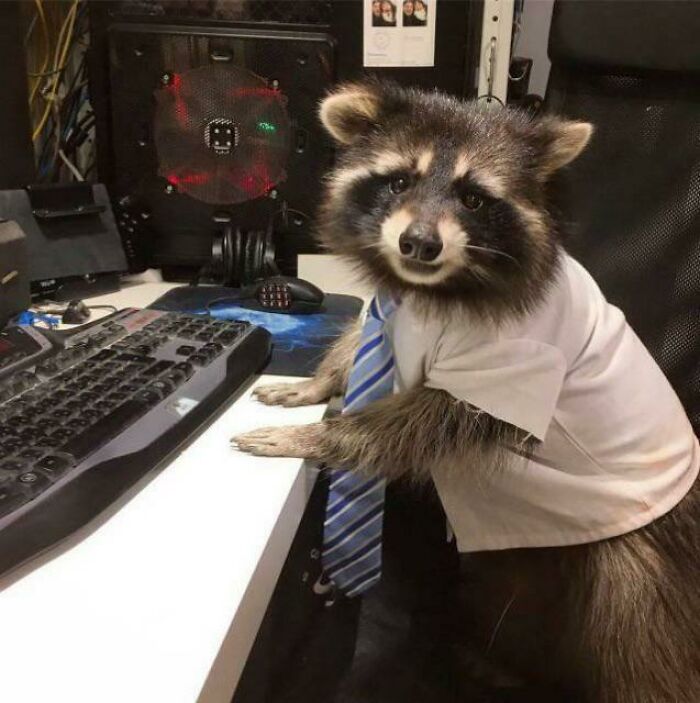 83 Adorable Animals Who Somehow Found Themselves On The Payroll 83 Adorable Animals Who Somehow Found Themselves On The Payroll
