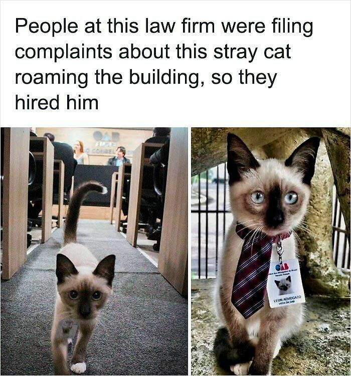 83 Adorable Animals Who Somehow Found Themselves On The Payroll 83 Adorable Animals Who Somehow Found Themselves On The Payroll