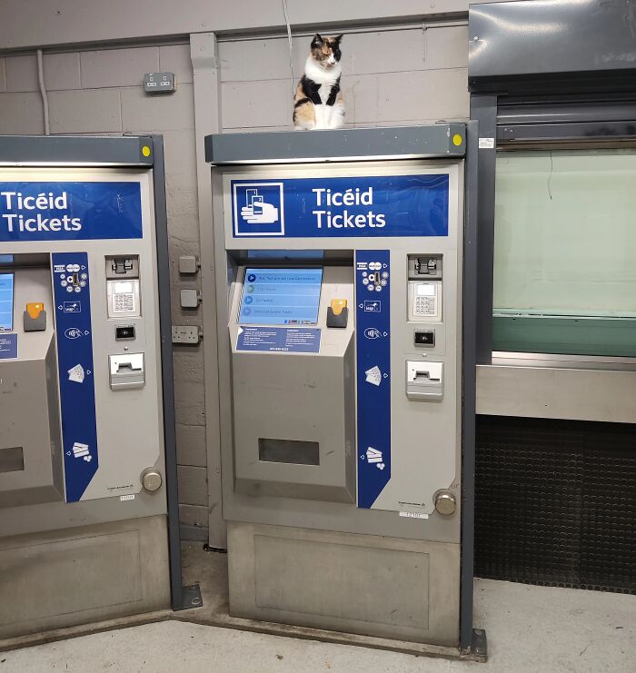 83 Adorable Animals Who Somehow Found Themselves On The Payroll 83 Adorable Animals Who Somehow Found Themselves On The Payroll