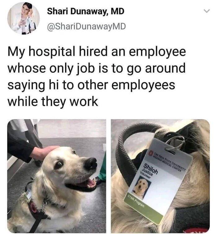 83 Adorable Animals Who Somehow Found Themselves On The Payroll 83 Adorable Animals Who Somehow Found Themselves On The Payroll