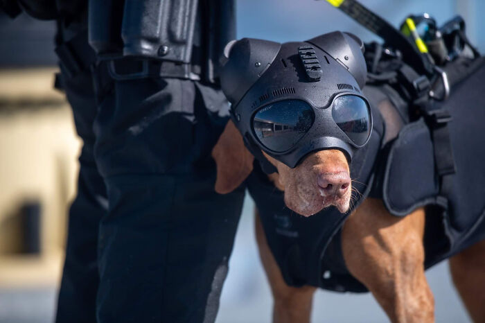 83 Adorable Animals Who Somehow Found Themselves On The Payroll 83 Adorable Animals Who Somehow Found Themselves On The Payroll