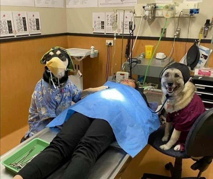 83 Adorable Animals Who Somehow Found Themselves On The Payroll 83 Adorable Animals Who Somehow Found Themselves On The Payroll