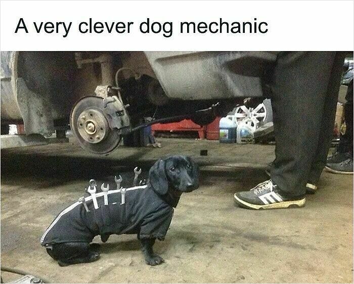 83 Adorable Animals Who Somehow Found Themselves On The Payroll 83 Adorable Animals Who Somehow Found Themselves On The Payroll