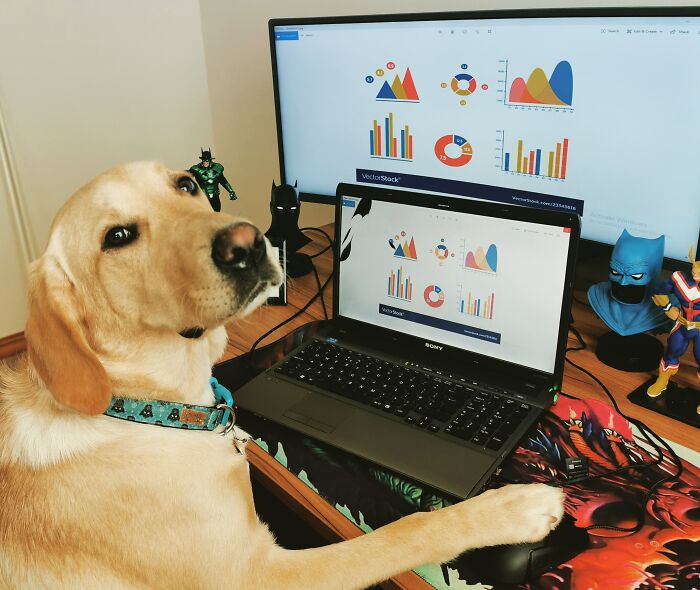 83 Adorable Animals Who Somehow Found Themselves On The Payroll 83 Adorable Animals Who Somehow Found Themselves On The Payroll