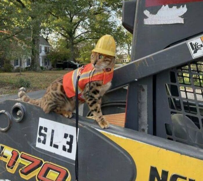 83 Adorable Animals Who Somehow Found Themselves On The Payroll 83 Adorable Animals Who Somehow Found Themselves On The Payroll