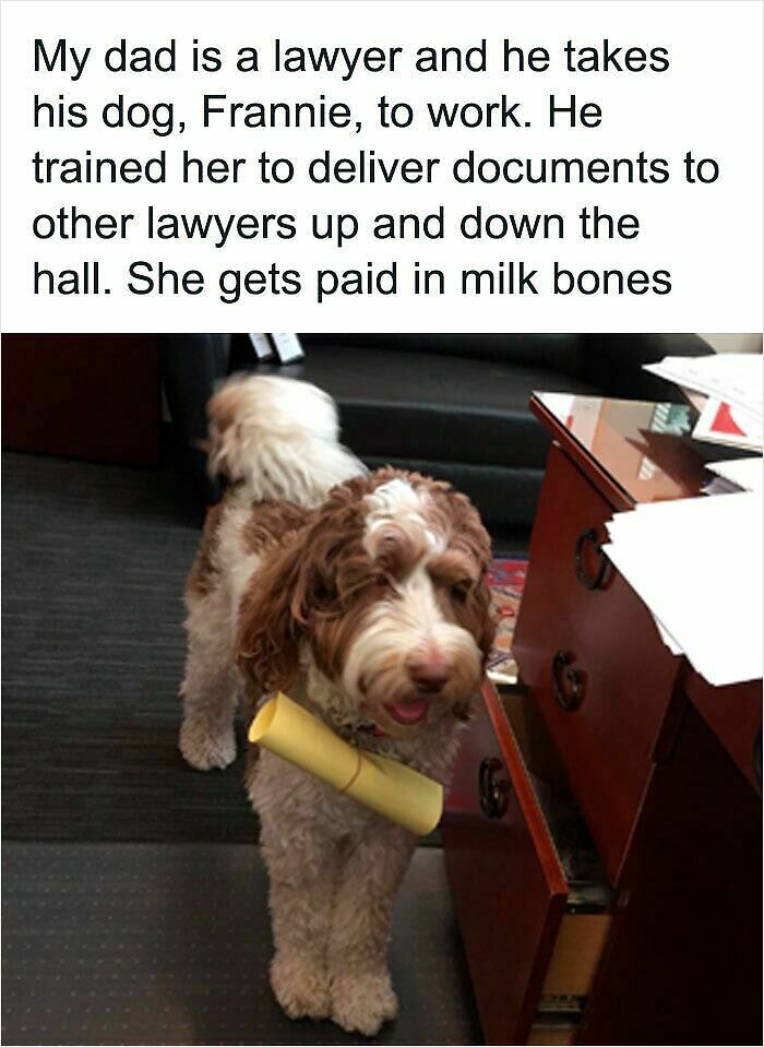 83 Adorable Animals Who Somehow Found Themselves On The Payroll 83 Adorable Animals Who Somehow Found Themselves On The Payroll