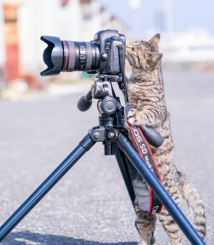 83 Adorable Animals Who Somehow Found Themselves On The Payroll 83 Adorable Animals Who Somehow Found Themselves On The Payroll