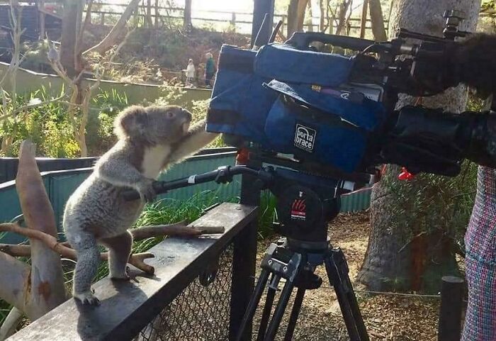 83 Adorable Animals Who Somehow Found Themselves On The Payroll 83 Adorable Animals Who Somehow Found Themselves On The Payroll