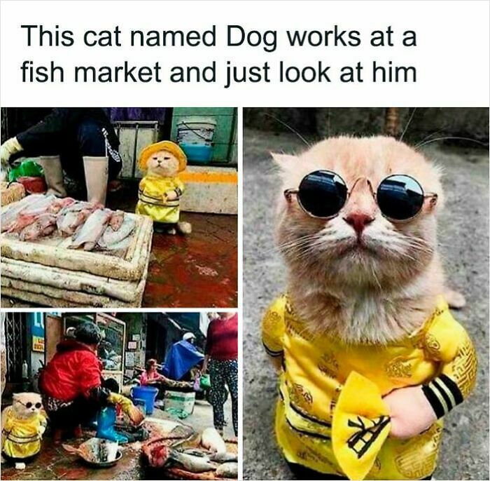 83 Adorable Animals Who Somehow Found Themselves On The Payroll 83 Adorable Animals Who Somehow Found Themselves On The Payroll