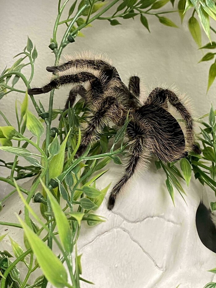 83 Adorable Animals Who Somehow Found Themselves On The Payroll 83 Adorable Animals Who Somehow Found Themselves On The Payroll